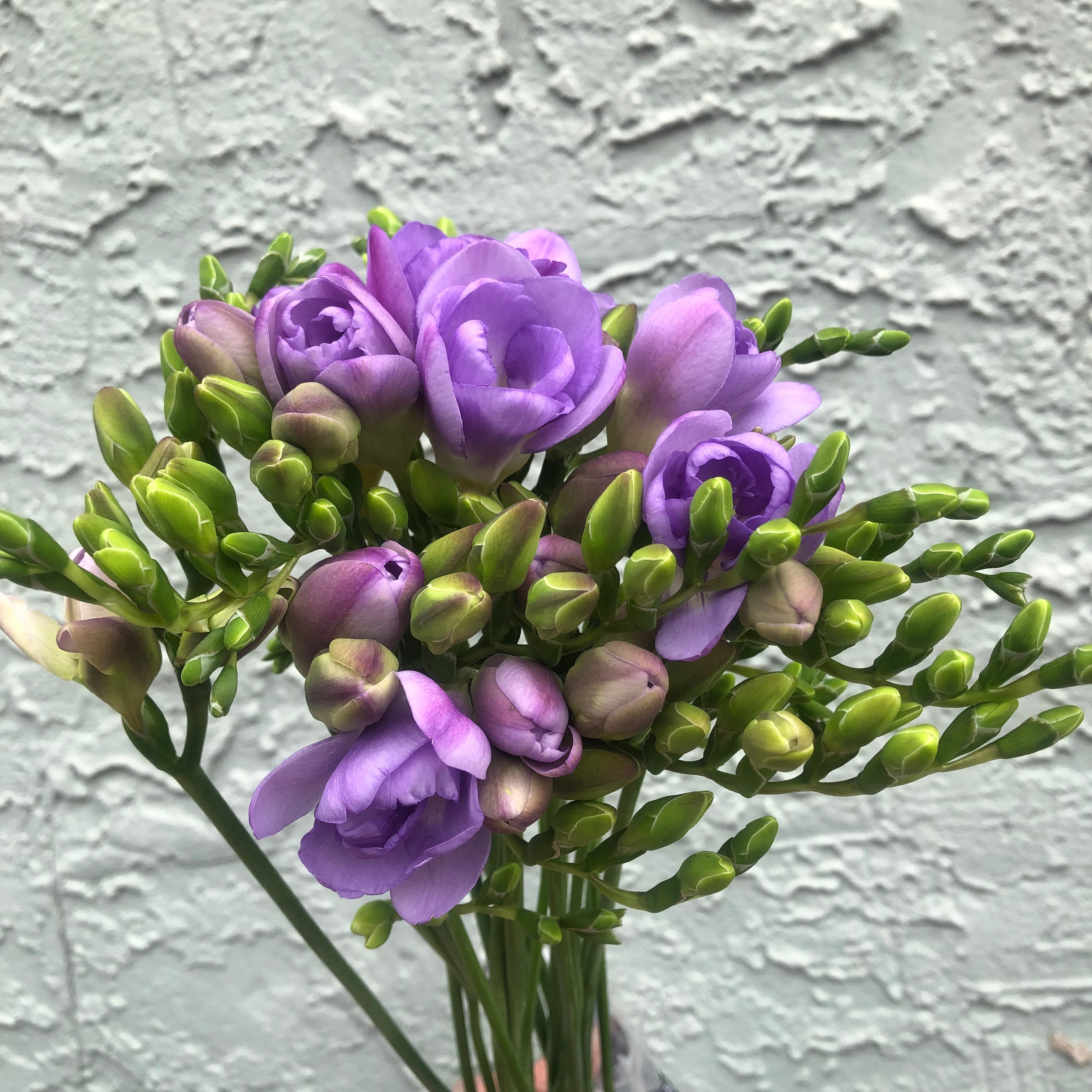 Freesia
