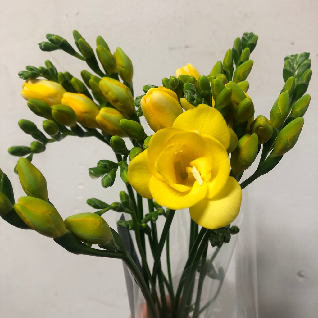 Freesia