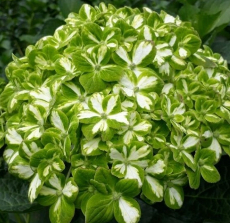 Hydrangea | per 5 stem bunch