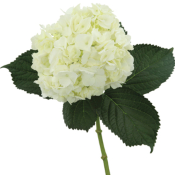 Hydrangea | per 5 stem bunch