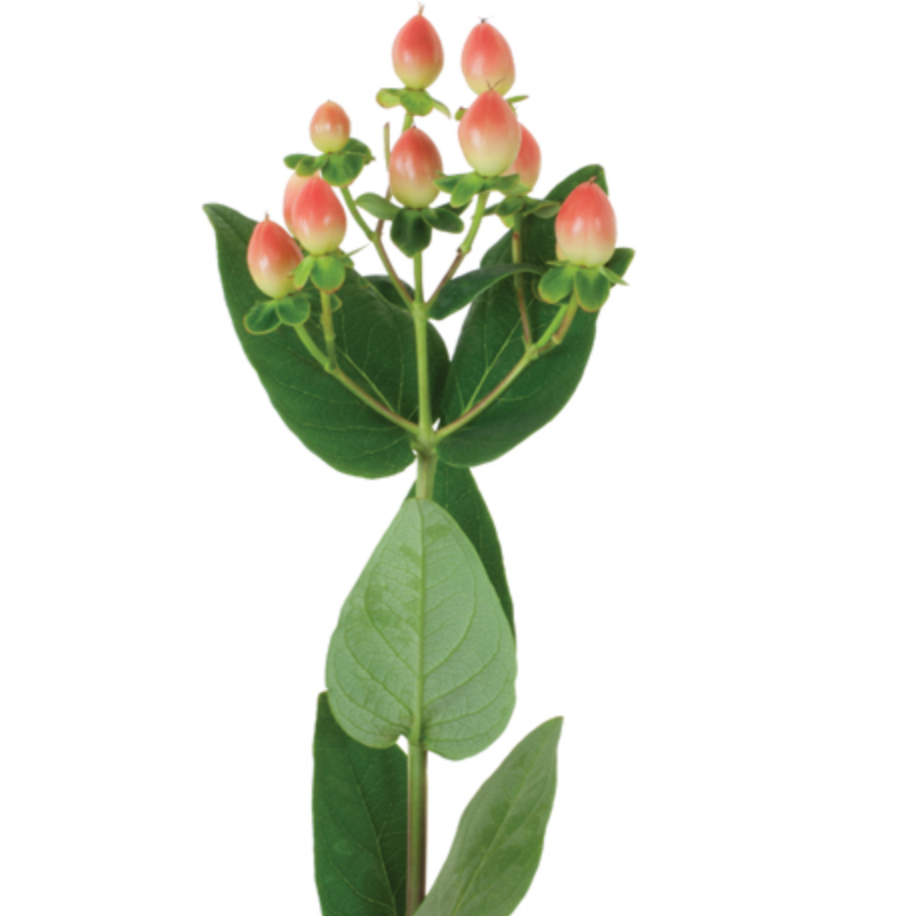 Hypericum