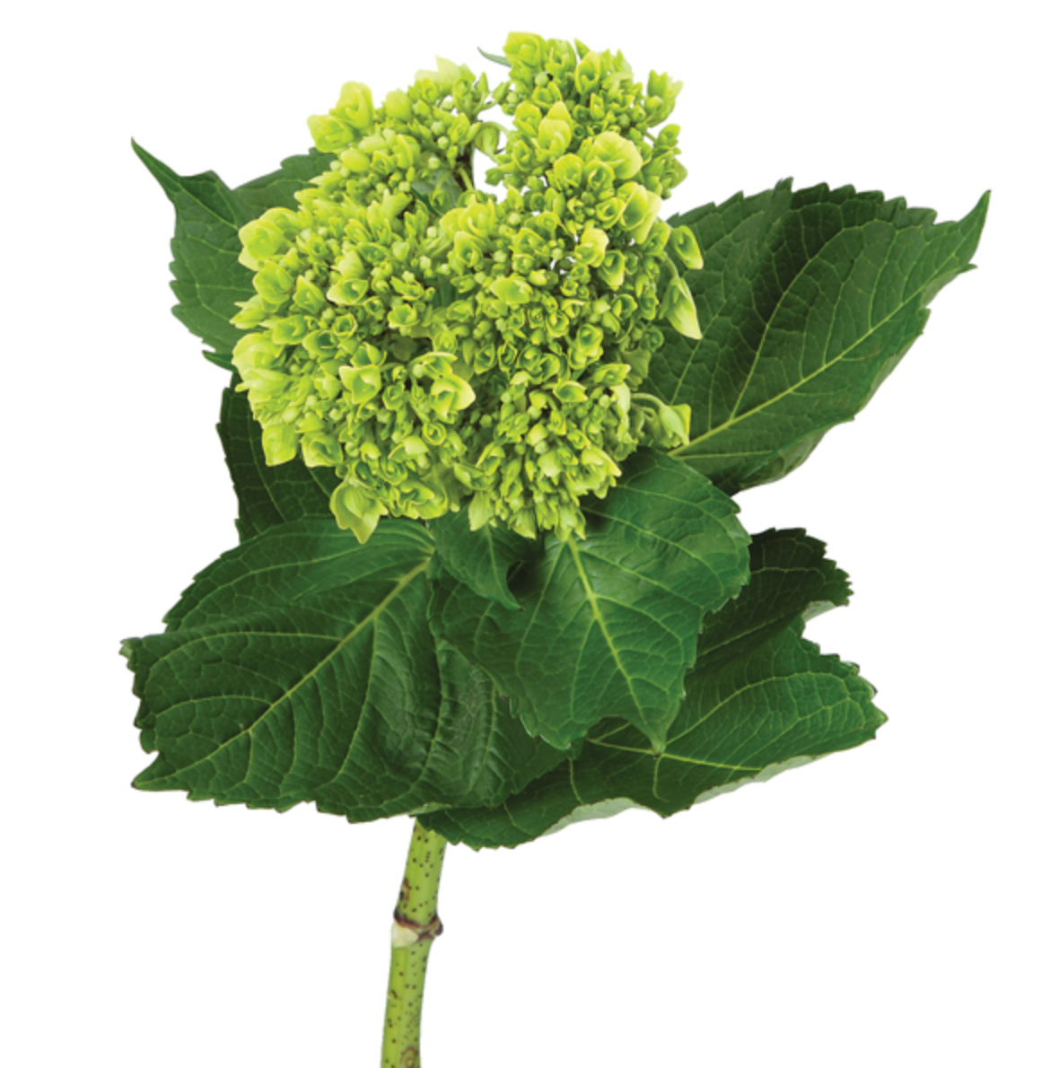 Hydrangea | per 5 stem bunch
