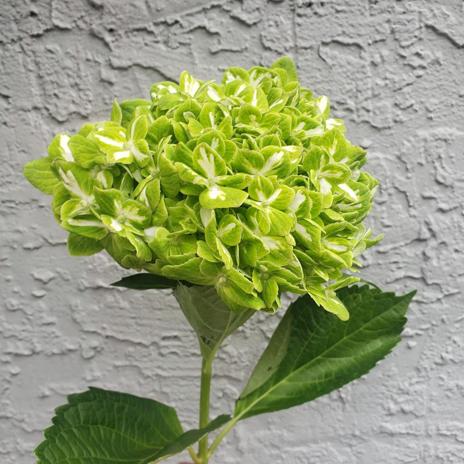 Hydrangea | per 5 stem bunch