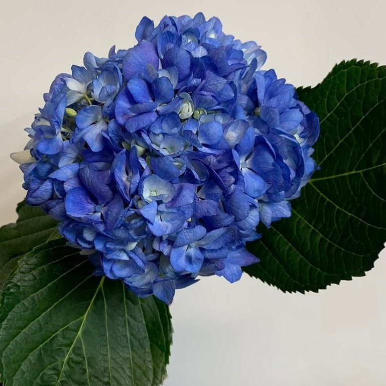 Hydrangea | per 5 stem bunch